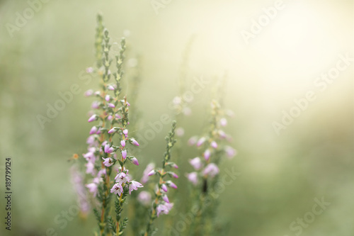 Heather. A purple-flowered Eurasian heath that grows abundantly on moorland and heathland.