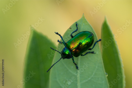 Dogbane Beetle