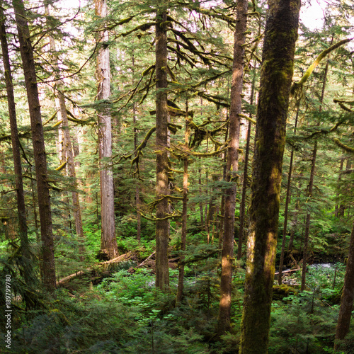 trees and underbrush in the spring