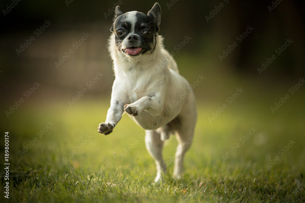 Cute little dog running