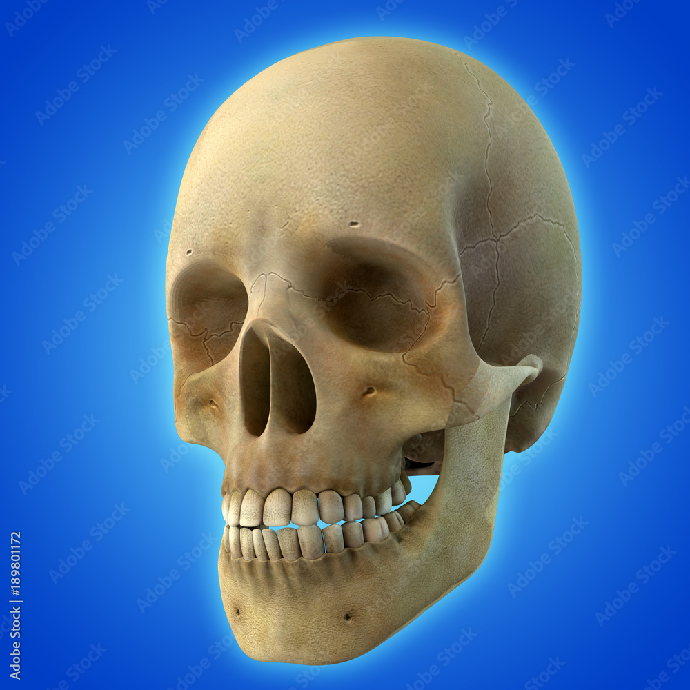 Obraz premium Skull on blue backgound