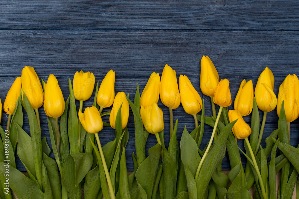Obraz premium Yellow tulips on blue wooden background. Spring background with tulips, copy space for text. Flat lay, top view.