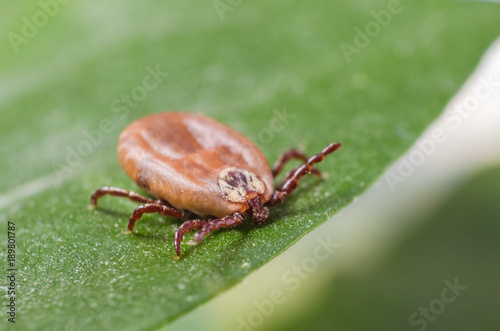 The tick is sitting on a green leaf