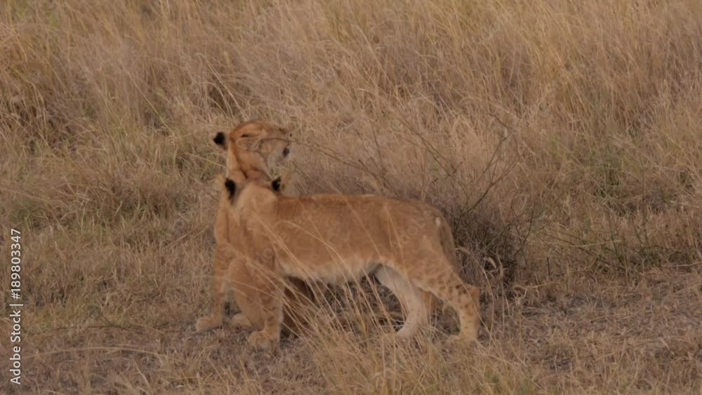 This video shows lions cubs playing and biting each other in the Serengeti, Tanzania. This video shows lions cubs playing and biting each other in the Serengeti, Tanzania.