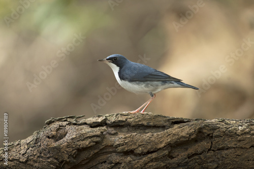 Siberian Blue Robin male migration bird in Thailand and Southeast Asia. 