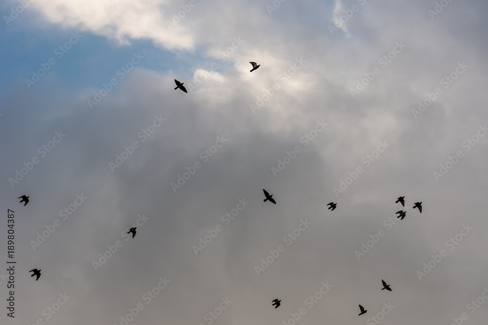 Flying birds on the sky