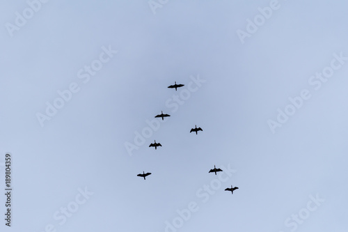Flying birds on the sky © Jan Rozehnal