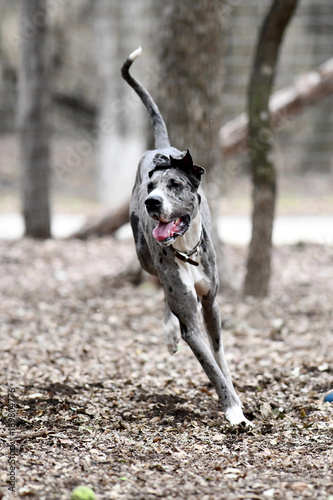 Greeat Dane playing at the dog park photo