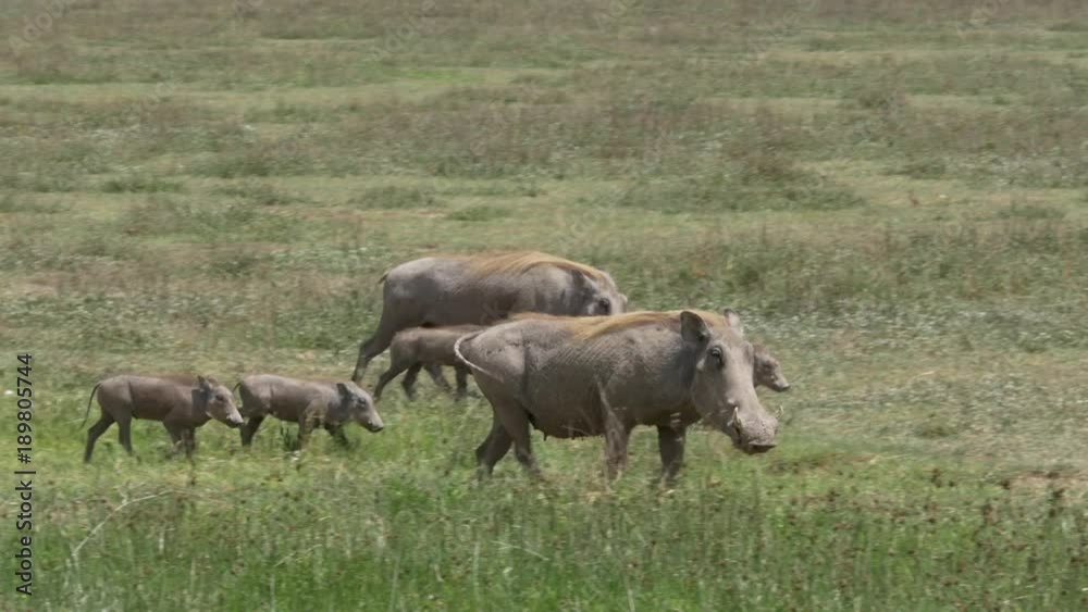 A mother warthog walks with her young pigs along the green grass of the Ngorongoro crater in Tanzania, Africa. A mother warthog walks with her young pigs along the green grass of the Ngorongoro crater in Tanzania, Africa.