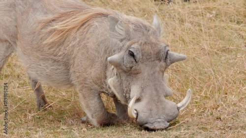 A warthog kneels and eats dry grass on the plains of the serengeti, tanzania. photo