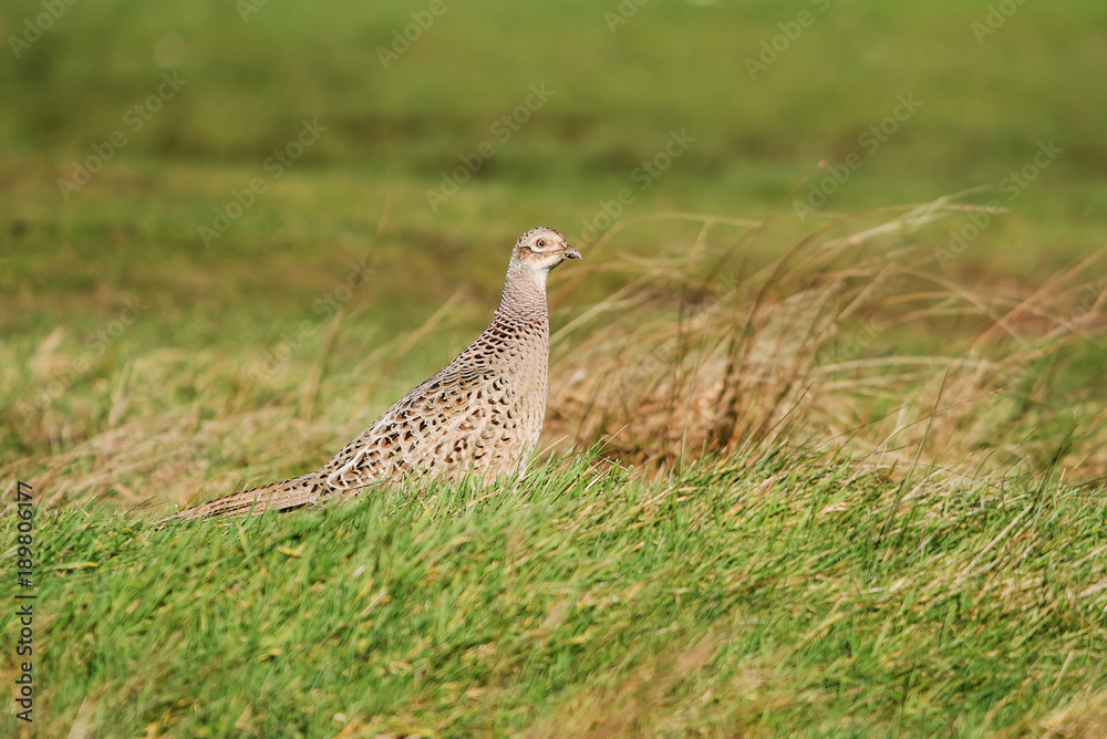 Common Pheasant, Pheasant, Phasianus colchicus Common Pheasant, Pheasant, Phasianus colchicus