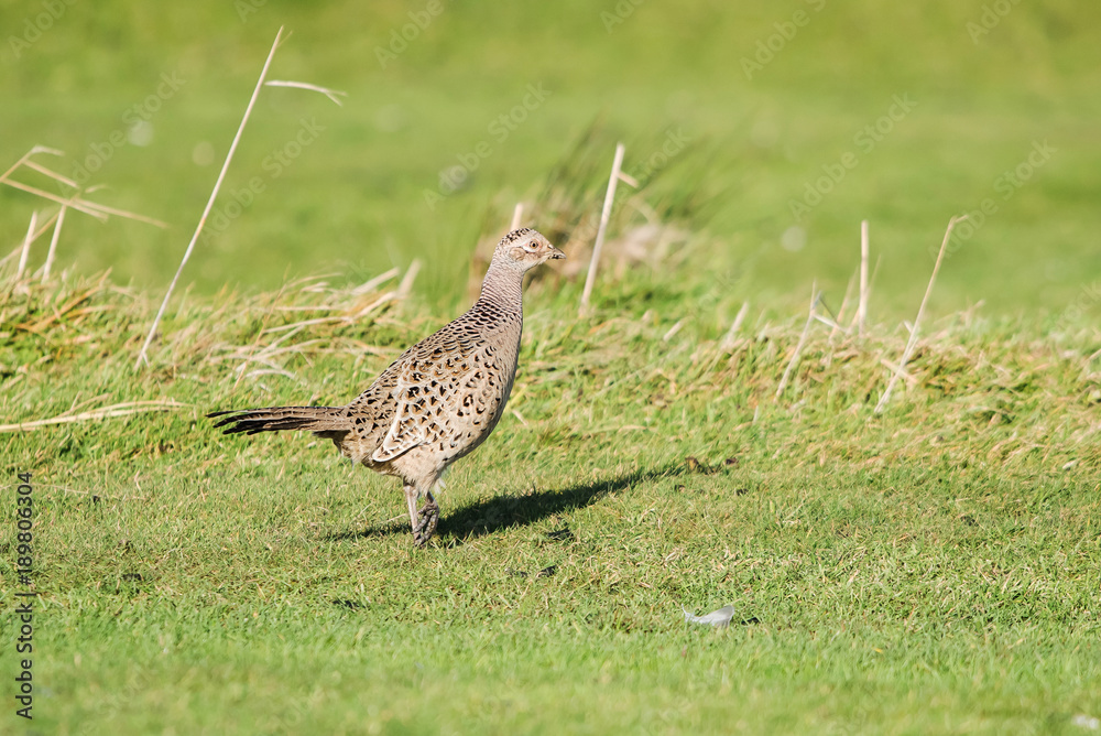 Common Pheasant, Pheasant, Phasianus colchicus Common Pheasant, Pheasant, Phasianus colchicus