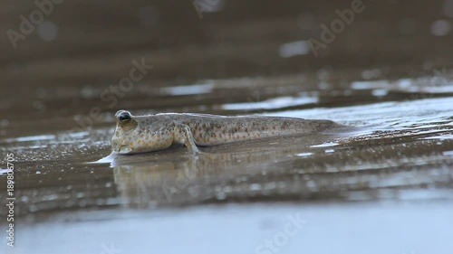 Mudskipper (Rockskipper) fish on land photo