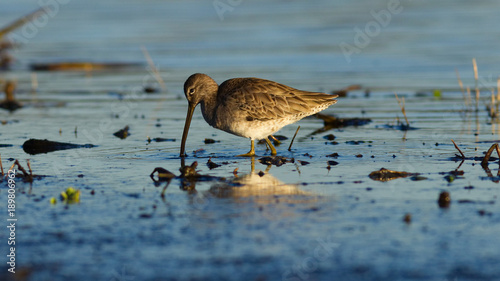 Short-Billed Dowitcher photo