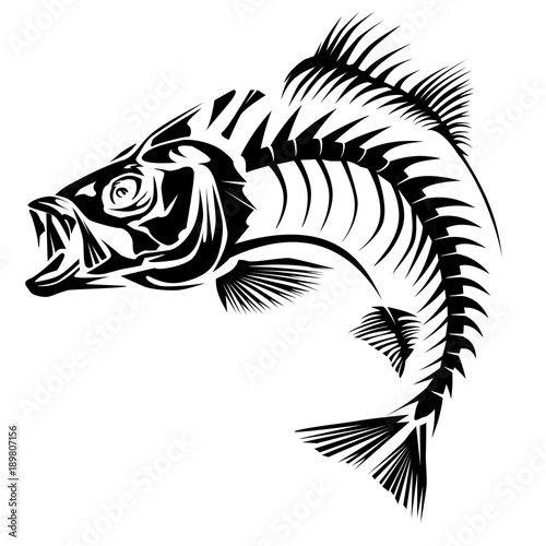 Bass skeleton isolated on white