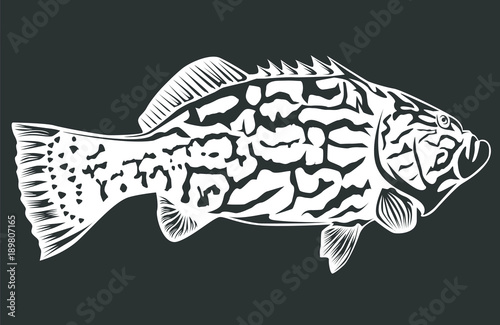 Black grouper on black photo