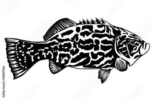 Black grouper on white photo