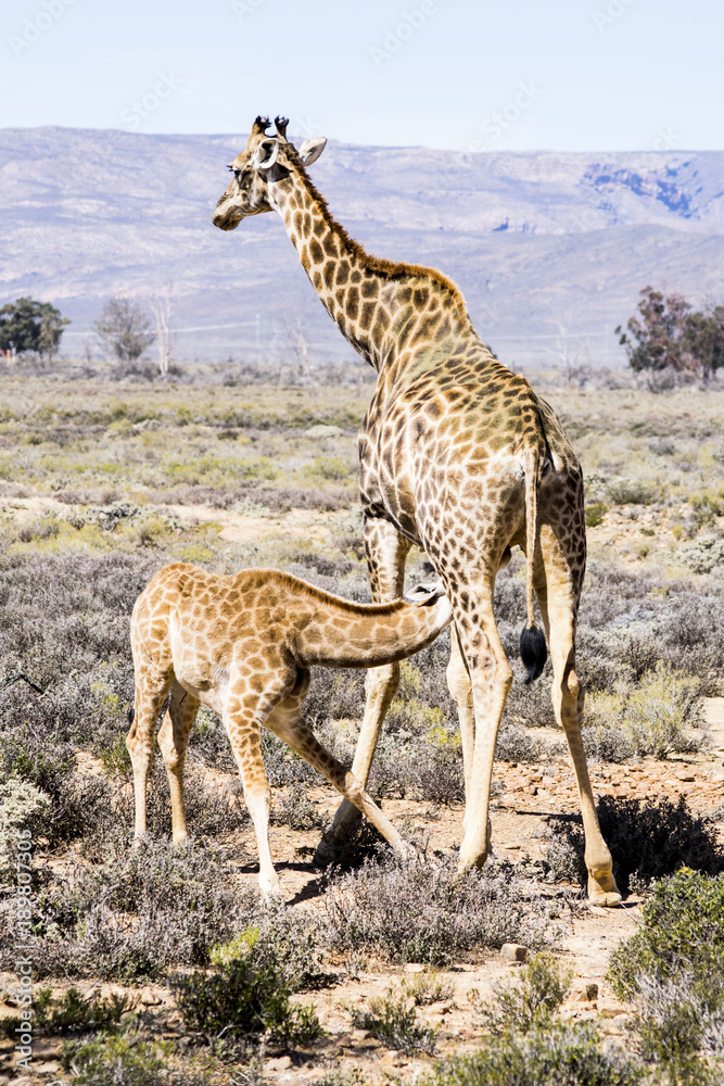 Obraz premium Feeding Giraffe