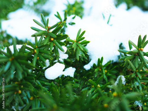 Close up green Japanese small dwarf conifer, Ezo spruce tree leaf branch shoot plant bush with orange ball fruits covered with blurred fresh powder white winter snow ice group background