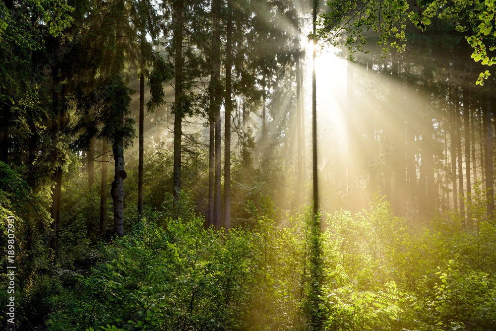 Beautiful sunrise in a misty forest with sunbeams shining through the trees