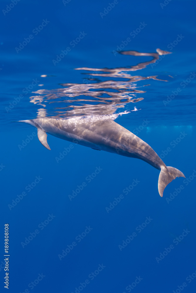 Obraz premium Dolphin at the Surface