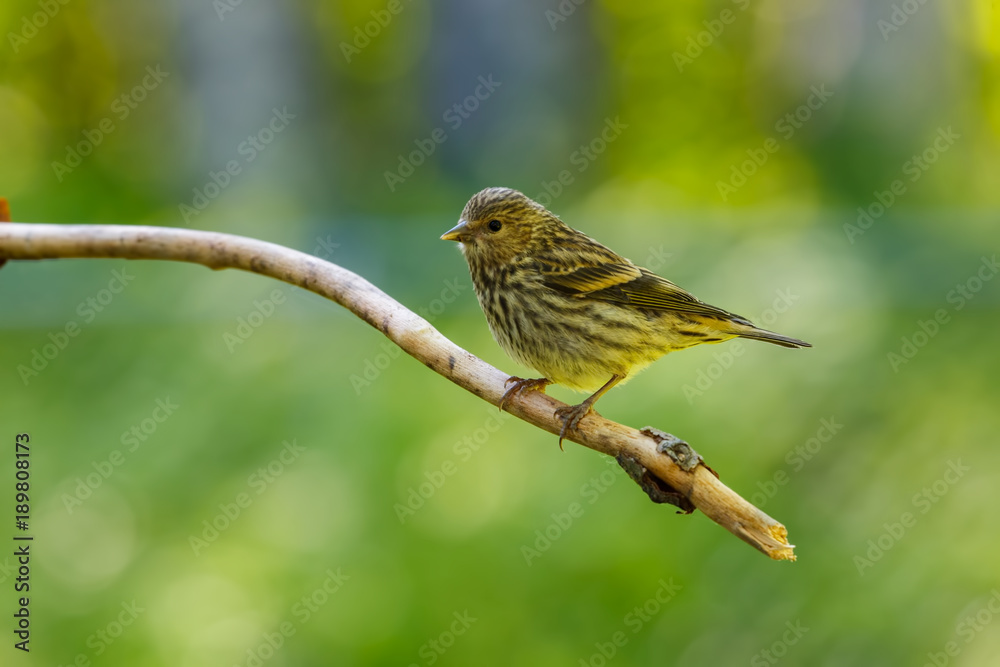 Pine Siskin perched on a twig with colorful blurred background Pine Siskin perched on a twig with colorful blurred background