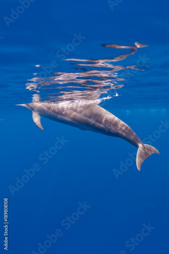 Dolphin at the Surface