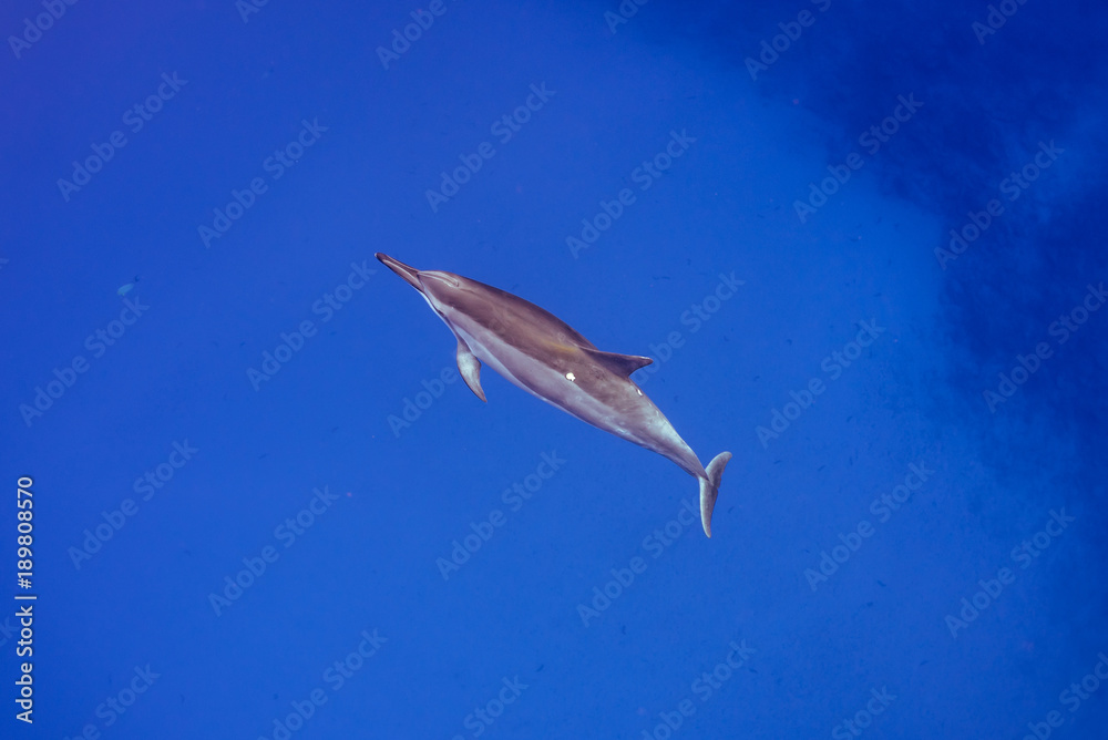 Dolphin from Above