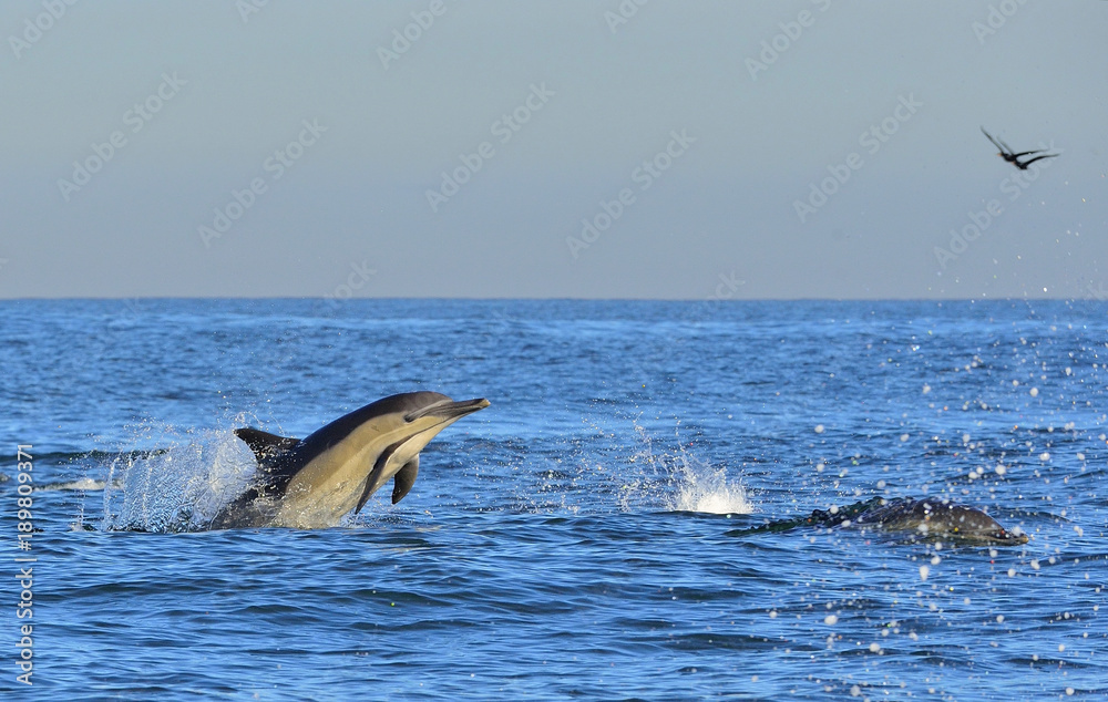 Fototapeta premium Dolphins, swimming in the ocean. Dolphins swim and jumping from the water. The Long-beaked common dolphin (scientific name: Delphinus capensis) in atlantic ocean.