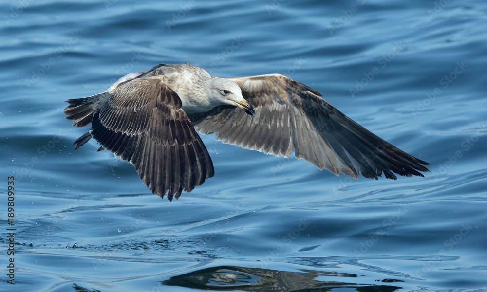 Flying Juvenile Kelp gull, also known as the Dominican gull and Black Backed Kelp Gull. Blue water of the ocean Background. False Bay, South Africa Flying Juvenile Kelp gull, also known as the Dominican gull and Black Backed Kelp Gull. Blue water of the ocean Background. False Bay, South Africa