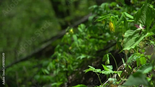 wildflowers in the mountains photo