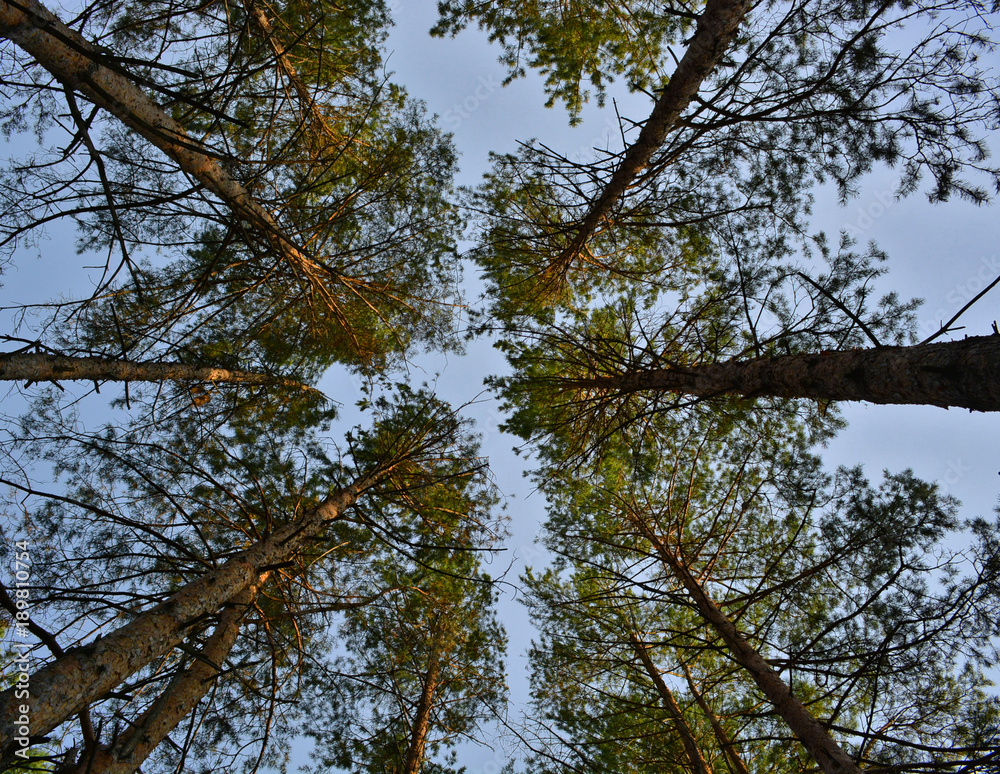 Pine in the sky. Pine in the sky.