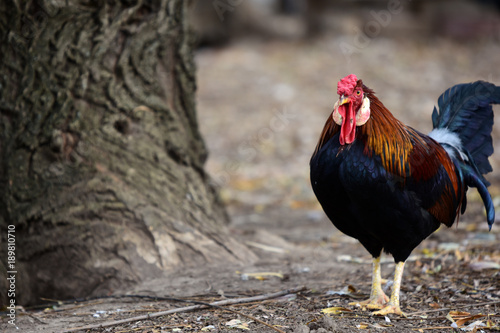 Rose Comb Leghorn Rooster photo