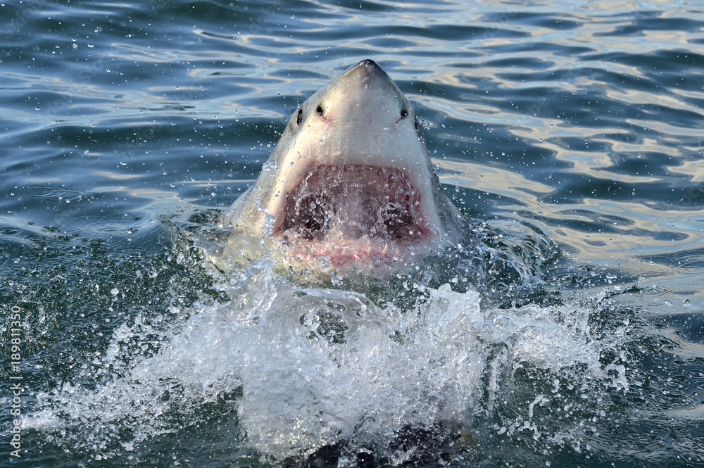 Fototapeta premium Great White Shark in ocean water an attack. Hunting of a Great White Shark Wild Brown Bear in the spring forest. European Brown Bear. Sciencific name: Carcharodon carcharias. South Africa