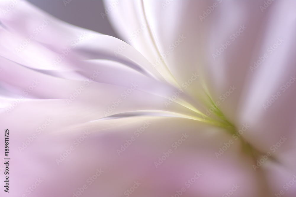 Fototapeta premium Obraz tła płatki