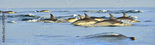 Dolphins  swimming in the ocean.  The Long-beaked common dolphin  scientific name  Delphinus capensis  in atlantic ocean.