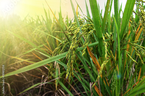 Rice field in thailand