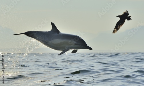 Dolphin  swimming in the ocean. Dolphin swim and jumping from the water. The Long-beaked common dolphin  scientific name  Delphinus capensis  in atlantic ocean.