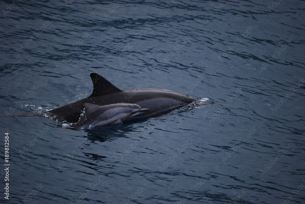 Obraz premium Dolphins