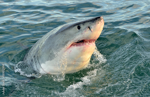 Great white shark with open mouth. False Bay, South Africa, Atlantic Ocean. © Uryadnikov Sergey