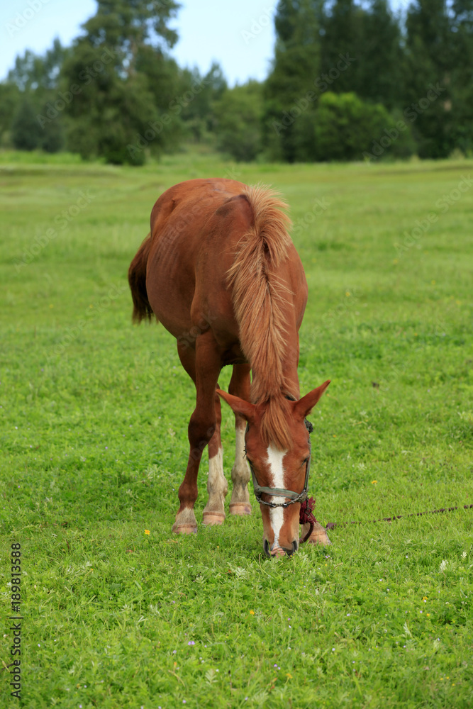 Fototapeta premium The horse in the grasslands