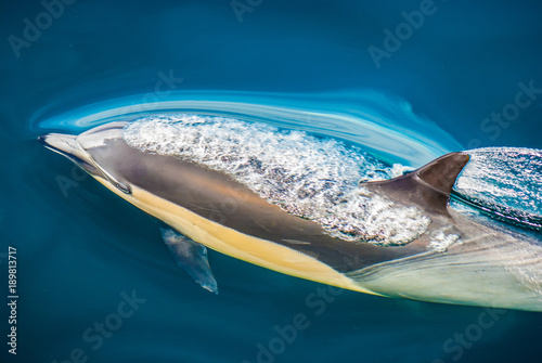 Dolphin just beneath the water