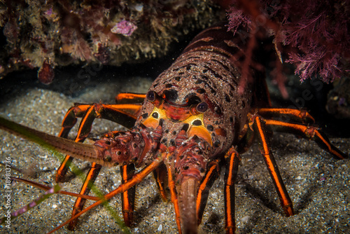 California Spiny Lobster (Panulirus interruptus)
