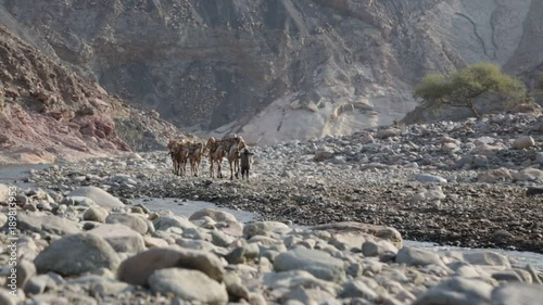 ETHIOPIA,DANAKIL-CIRCA  JANUARY 2018--unidentified   worker and camels carovan in the salt lake depression and river