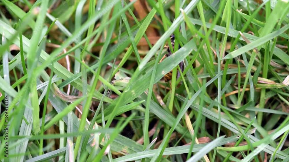 close up of a Wasp trying to climb a blade of grass close up of a Wasp trying to climb a blade of grass