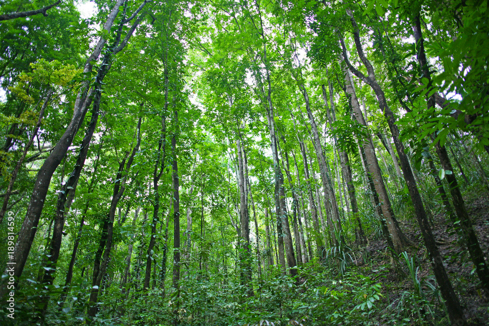 Dreamy tall trees rise towards the heaven in the forests of Bohol, the Philippines Dreamy tall trees rise towards the heaven in the forests of Bohol, the Philippines