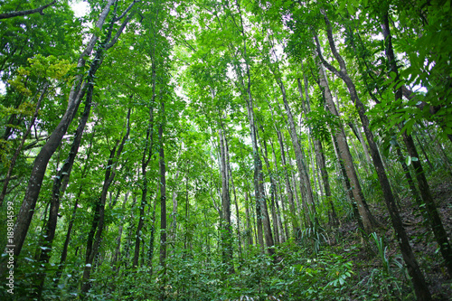 Dreamy tall trees rise towards the heaven in the forests of Bohol  the Philippines