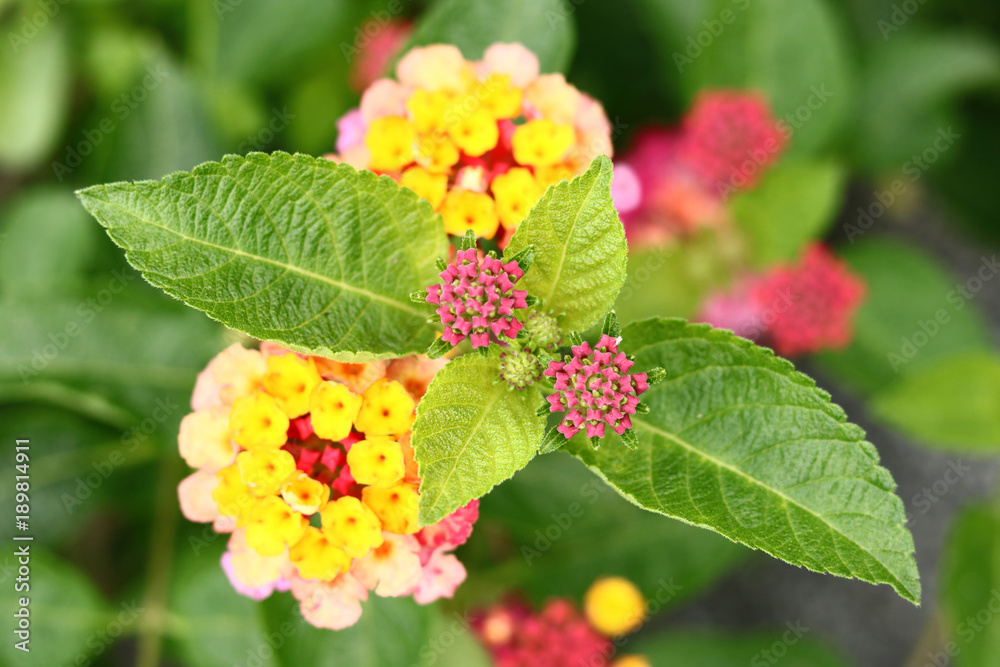 Lantana camara Linn Lantana camara Linn