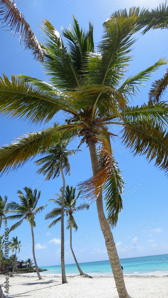 Obraz premium Palm tree on a sunfilled day at the beach in Dominican Republic