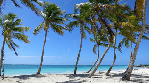 Fototapeta Naklejka Na Ścianę i Meble -    Palm Tree lined beach in Cap Cana Dominican Republic